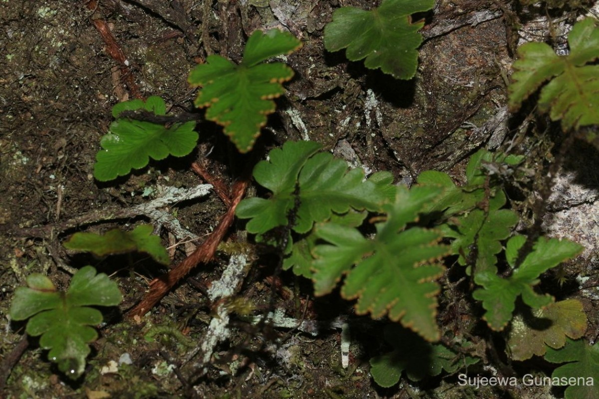 Davallia repens  (L.f.) Kuhn